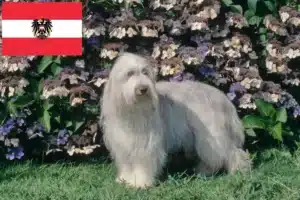 Read more about the article Bearded Collie breeders and puppies in Austria