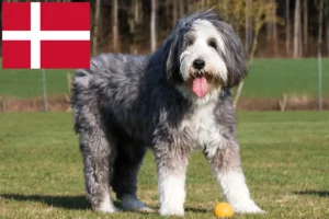 Read more about the article Bearded Collie breeders and puppies in Denmark