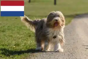 Read more about the article Bearded Collie breeders and puppies in the Netherlands