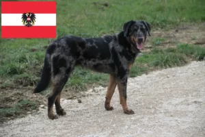 Read more about the article Beauceron breeders and puppies in Austria