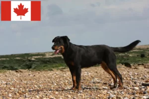 Read more about the article Beauceron breeders and puppies in Canada
