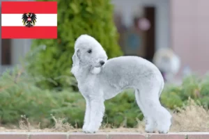 Read more about the article Bedlington Terrier breeders and puppies in Austria