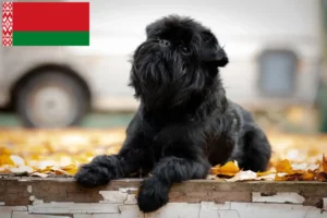 Read more about the article Belgian Dwarf Griffon breeders and puppies in Belarus