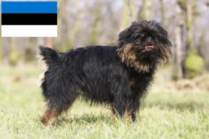 Read more about the article Belgian Dwarf Griffon breeder and puppies in Estonia