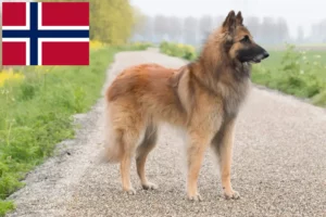Read more about the article Belgian Shepherd breeders and puppies in Norway
