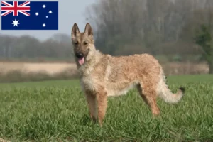 Read more about the article Belgian Shepherd breeders and puppies in Australia