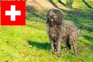 Read more about the article Bergamasco Shepherd Dog Breeder and Puppies in Switzerland