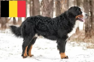 Read more about the article Bernese Mountain Dog Breeder and Puppies in Belgium