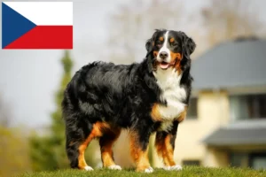 Read more about the article Bernese Mountain Dog breeders and puppies in the Czech Republic