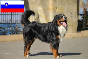 Read more about the article Bernese Mountain Dog Breeder and Puppies in Slovenia