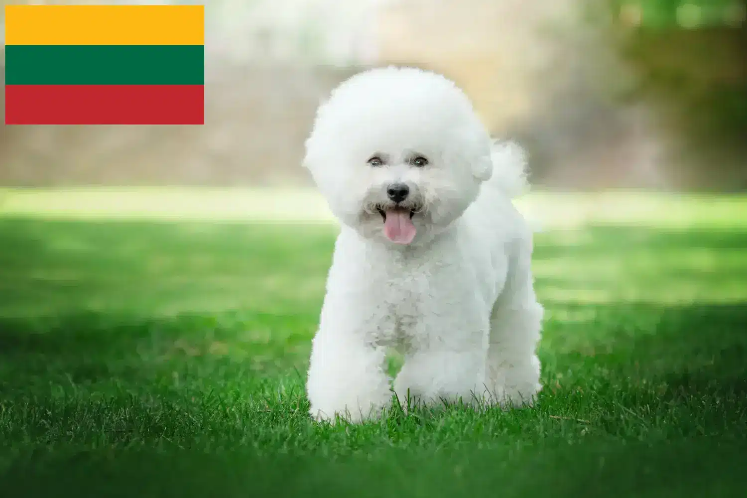 Read more about the article Bichon Frisé breeders and puppies in Lithuania