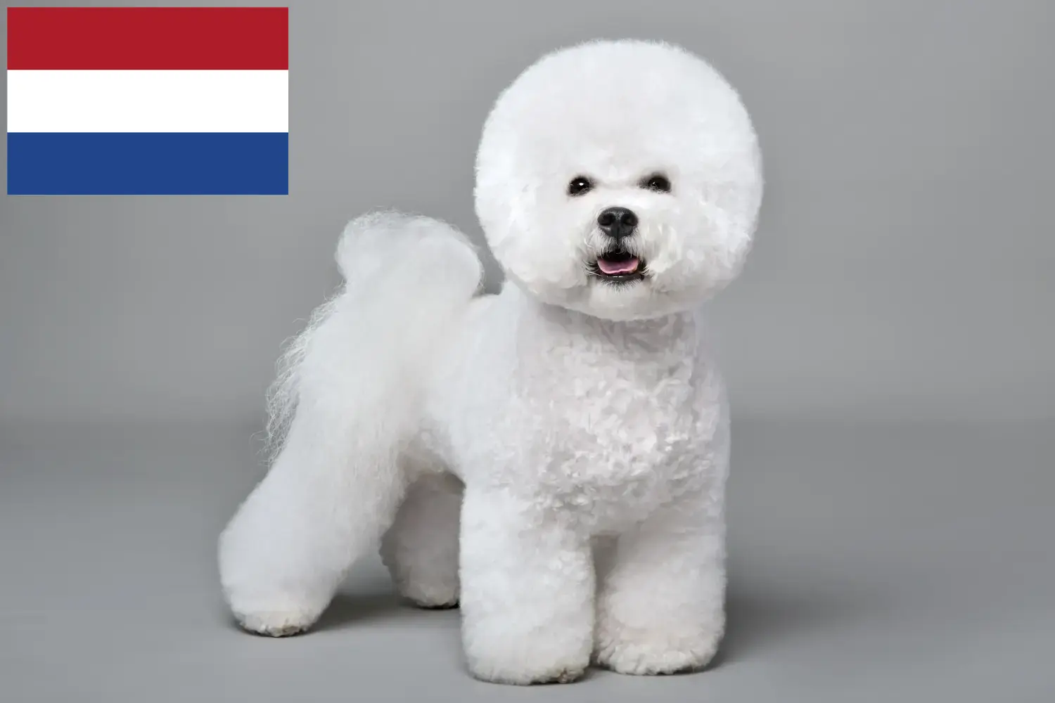 Read more about the article Bichon Frisé breeders and puppies in the Netherlands