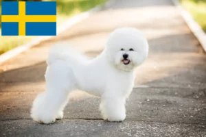 Read more about the article Bichon Frisé breeders and puppies in Sweden