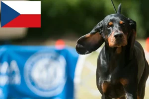 Read more about the article Black and Tan Coonhound breeders and puppies in the Czech Republic