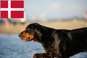 Read more about the article Black and Tan Coonhound breeders and puppies in Denmark
