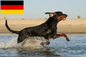 Read more about the article Black and Tan Coonhound breeders and puppies in Germany
