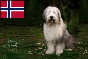 Read more about the article Bobtail breeders and puppies in Norway