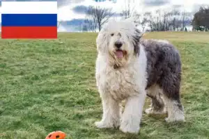 Read more about the article Bobtail breeders and puppies in Russia