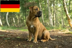 Read more about the article Boerboel breeders and puppies in Germany