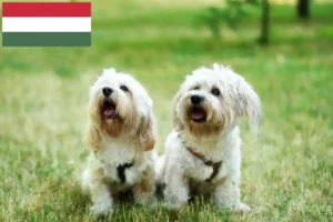 Read more about the article Bolognese breeders and puppies in Hungary