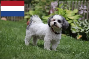 Read more about the article Bolonka Zwetna breeders and puppies in Netherlands