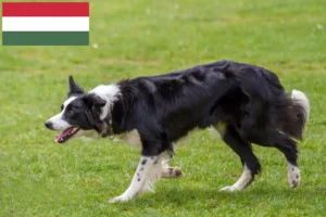 Read more about the article Border Collie breeders and puppies in Hungary