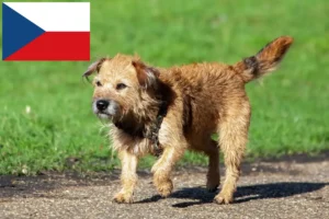 Read more about the article Border Terrier breeders and puppies in the Czech Republic