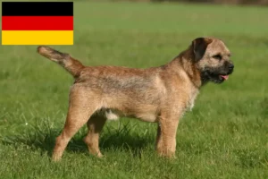 Read more about the article Border Terrier breeders and puppies in Germany