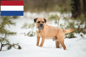 Read more about the article Border Terrier breeders and puppies in the Netherlands