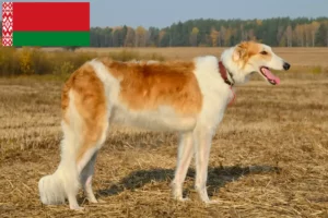 Read more about the article Borzoi breeders and puppies in Belarus