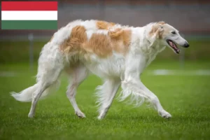 Read more about the article Borzoi breeders and puppies in Hungary