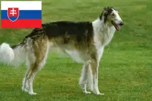 Read more about the article Borzoi breeders and puppies in Slovakia