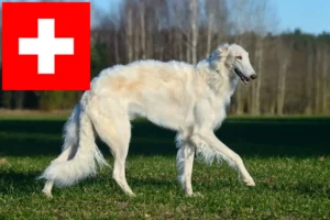 Read more about the article Borzoi breeders and puppies in Switzerland