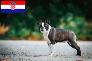 Read more about the article Boston Terrier breeders and puppies in Croatia