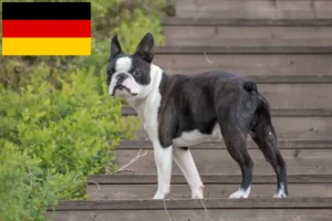 Read more about the article Boston Terrier breeders and puppies in Germany