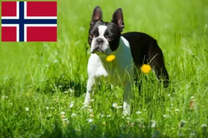 Read more about the article Boston Terrier breeders and puppies in Norway