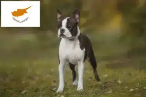 Read more about the article Boston Terrier breeders and puppies in Cyprus