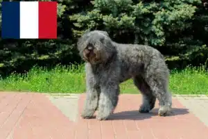 Read more about the article Bouvier des Flandres breeders and puppies in France