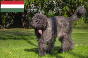 Read more about the article Bouvier des Flandres breeders and puppies in Hungary