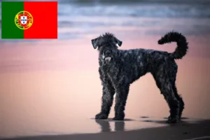 Read more about the article Bouvier des Flandres breeders and puppies in Portugal