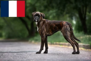 Read more about the article Boxer breeders and puppies in France