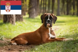 Read more about the article Boxer breeders and puppies in Serbia