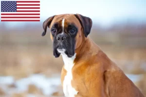 Read more about the article Boxer breeders and puppies in USA