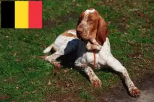 Read more about the article Bracco Italiano breeders and puppies in Belgium