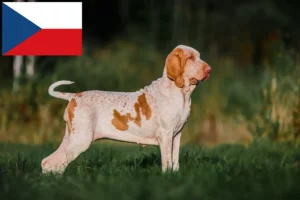 Read more about the article Bracco Italiano breeders and puppies in the Czech Republic