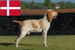 Read more about the article Bracco Italiano breeders and puppies in Denmark