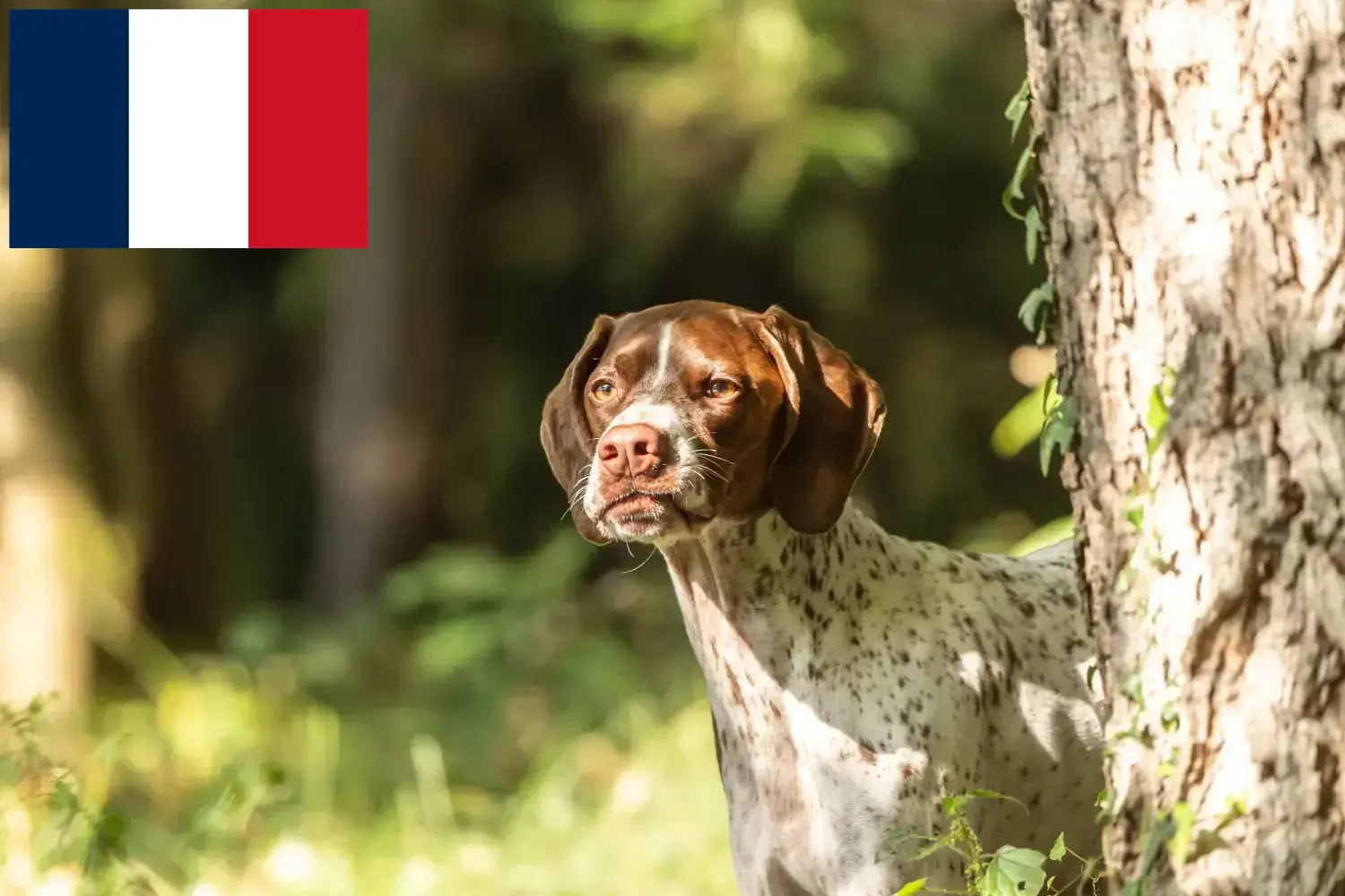 Read more about the article Braque français type Gascogne breeders and puppies in France