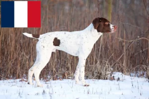 Read more about the article Braque français type Pyrénées breeders and puppies in France