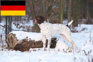 Read more about the article Braque français type Pyrénées breeders and puppies in Germany