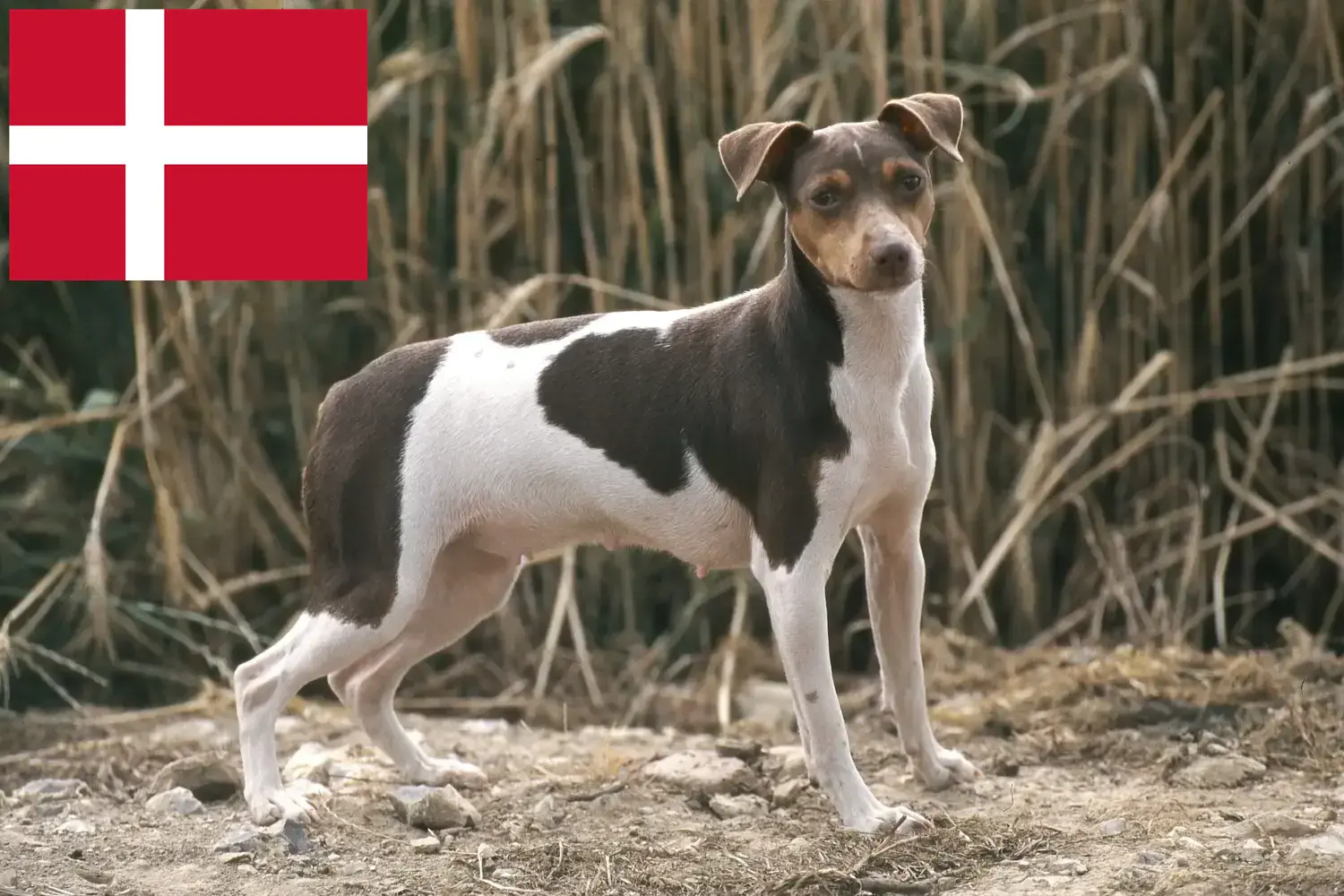 Read more about the article Brazilian Terrier breeders and puppies in Denmark